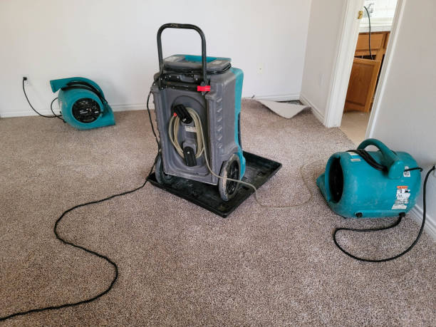Best Carpet water damage restoration  in Carrollton, AL